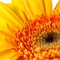 Blume