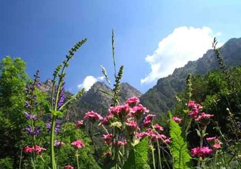 Wiese mit wildwachsenden Blütenpollen. Eine Blütenpollen-Wiese mit zahlreichen wildwachsenden Blumen.